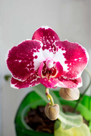 orchid one flower of red color with leaves in green pot on a gray background is a close-up selective focus. can be used to decorate the packaging for fertilizer or postcards.の写真素材