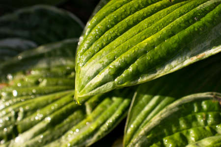 green background, texture. Fresh spring green grass in water droplets. Rosa. Selective focusの写真素材
