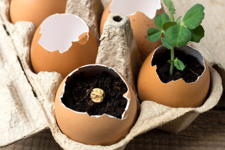 Reuse egg tray and eggshells to grow plants. The concept of ecology, eco-products, the preservation...