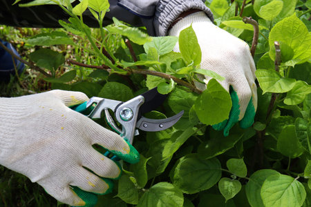 Gardener cutting a hedge hydrangea with a garden pruner, close uppruning bushes. Pruning a hydrangea...