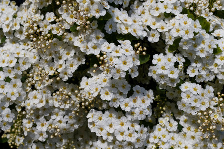 Flower background, white little flowers with yellow stamens close-up. abstract floral background for...