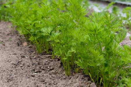Carrot sprouts in the garden close-up. Farming concept, cultivation of organic products by farmers.の写真素材