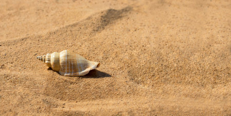 banner. A sink shell on the sea sand with space for text. A copyspace. The concept of summer...