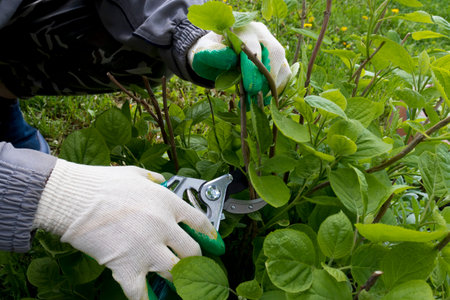 A gardener in gloves cuts off broken branches on a hydrangea bush garden shears. The concept of...
