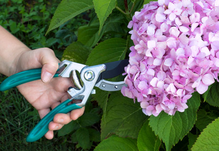 pruning, cutting flowers of garden hydrangea with garden scissors for a bouquet. Gardening concept.の写真素材