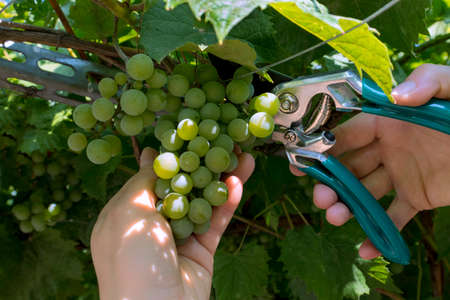 The farmer harvests grapes. Women's hands with garden scissors cut a brush of green grapes in sunny weather. The end of the harvest of grapes, winemaking.の写真素材
