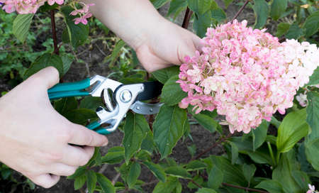 Pruning hydrangea paniculata with garden scissors. The gardener cares for hydrangea paniculata with pink flowers. Horticulture concept.の写真素材