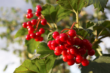 Nature background. Red ripe viburnum berries hang on the bush. Viburnum bush.