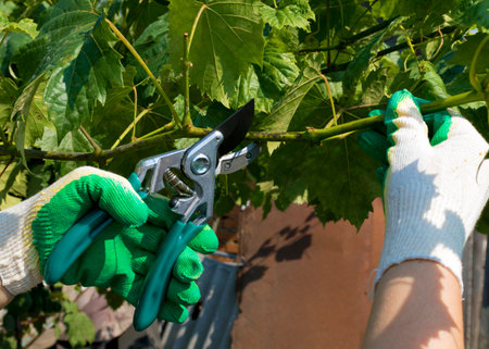 A farmer prunes a sick vine of grapes. Pruning the vine of grapes. Care of grapes in the garden.の写真素材