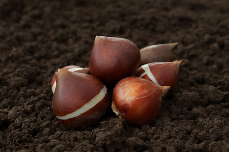 A bunch of tulip bulbs ready for planting lie on the ground.