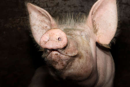 Funny adult pig with closed eyes and long hairの写真素材