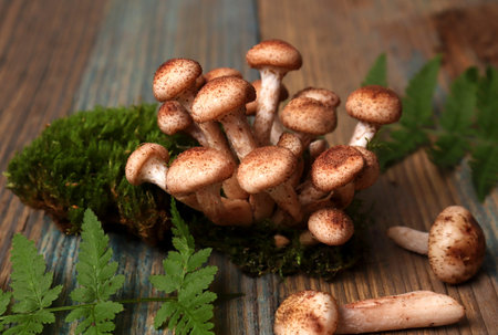 Mushrooms of honeydew. Edible forest mushrooms of honeydew among green moss on a wooden background. The concept of collecting forest mushrooms.の写真素材