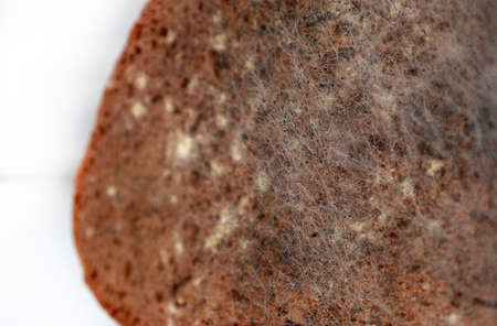 moldy bread. Rotten and uneatable. food mildew.の写真素材