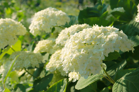 White hydrangea, a large flowering bush in the summer garden.