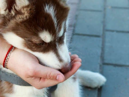 Feeding the puppy with hand food. The concept of caring for stray and stray dogs, animal training. soft, selective focusの写真素材