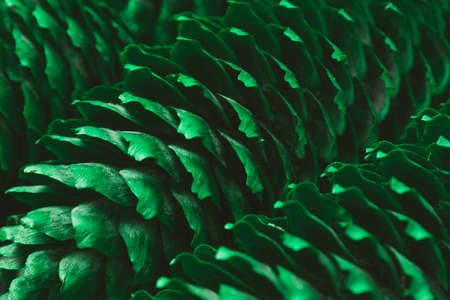 The texture of the cones fir-tree close-up. Nature background. Natural texture. Christmas tree background. Background of Christmas treeの写真素材