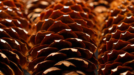 Nature background. Cones of coniferous trees close-up. Spruce cones. Spruce Cones Textureの写真素材