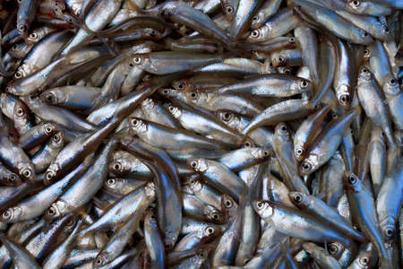 food background. background of small fish.の写真素材