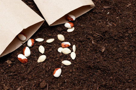 seeds ready for planting on brown soil. plant growing concept.