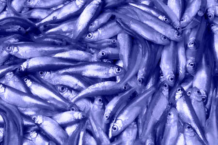 fish background. fishing time. Fish abstract creative on bright trendy background. modern design. Conceptual, contemporary bright work.の写真素材