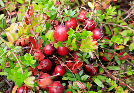 Cranberries growing on the bush in a garden. Fresh ripe berries.Closeup. nature background....
