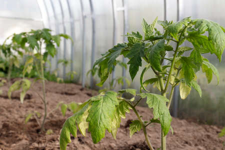 Planted in the ground in the greenhouse young tomato seedlings close-up. The concept of growing ecological vegetables, farming, home gardeningの写真素材
