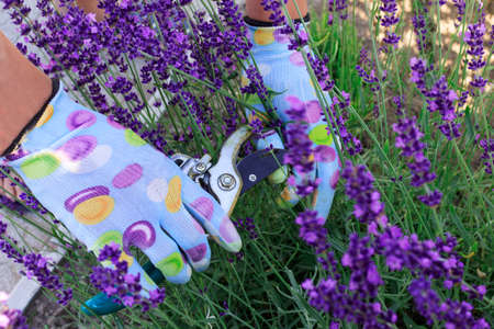 Growing and caring for French lavender. Hands of a gardener in gloves cut lavender inflorescences with a pruner close-up. Care and cultivation of French lavender plants.の写真素材