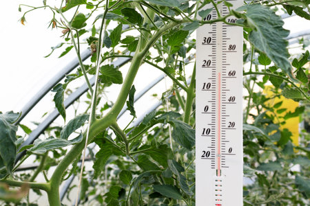 Thermometer in the greenhouse, measuring the temperature necessary for growing tomatoes and other...