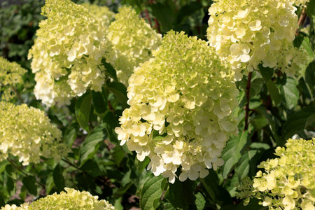 Panicular hydrangea of the polar bear variety. The concept of growing ornamental flowering bushes in...