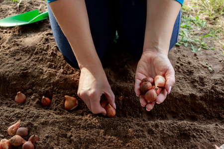 The process of planting Dutch tulip bulbs in the ground in the fall. Tulip bulbs close-up before...