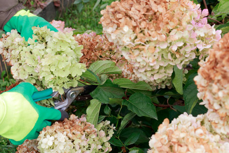 Woman gardener in gloves with pruning shears cuts dry branches on bush of hydrangea.の写真素材