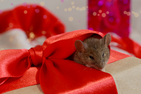 A little mouse hidden into a festive bow, The concept of gifts and celebration.の写真素材