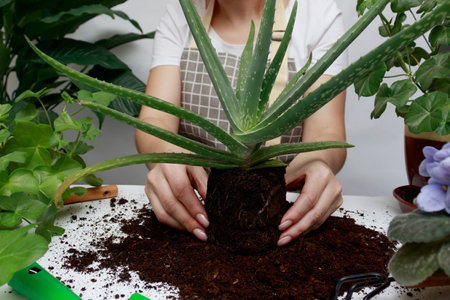 The process of transplanting Aloe Vera into a pot. Growing succulents at home. Home gardening, houseplant loveの写真素材