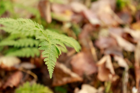 natural background. Green fern leaf on a background of autumn yellow foliage with space for text. Concept of nature, autumn. autumn forest. autumn nature.の写真素材