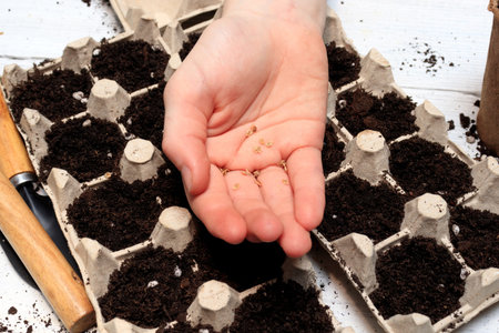 Woman sow seeds in the ground or soil in agg trays. A hand sowing seed on tray. The concept of...