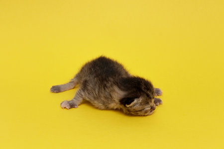 Newborn kitten sleeping in a plain yellow background.の写真素材