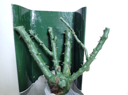 An unhealthy rose seedling in a shipping package. A rose seedling without buds. sick rose