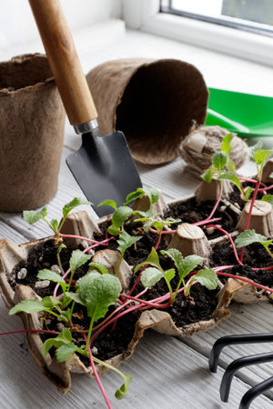 Small plats growing in cardboard chicken egg box in black soil. Break off the biodegradable paper cup and plant in soil outdoors. Reuse concept. high quality photoの写真素材