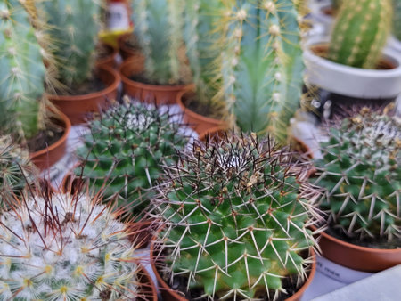 Home flowers collection. Blooming cactus background. Grow a flower succulent. Beautiful small cactuses. Modern and floral concept of home garden. nature love. Lots of colorful cacti in a flower shop. Sale of cacti in the store.の写真素材