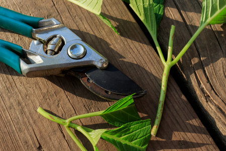 Close-up of cuttings of large-leaved hydrangea garden shears. Reproduction and transplantation in...