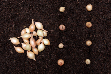 How to plant onions. The process of sowing onion seeds in the open ground, soil. High quality photoの写真素材
