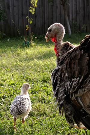 turkey turkey with poults. Mother turkey with her turkey chicks on the grass. The concept of poultry...