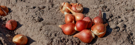 How to grow tulips. Planting tulip bulbs in the fall. Banner for an online store