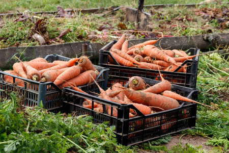 Harvest organic carrots grown by farmersの写真素材