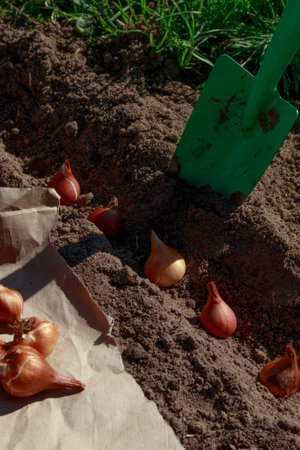 Planting in the spring or digging up tulip bulbs in the fall or in the garden or bed. The concept of gardening, gardening, care of the flower garden.の写真素材