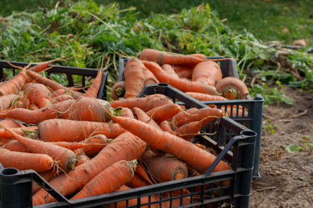 Harvest organic carrots grown by farmersの写真素材
