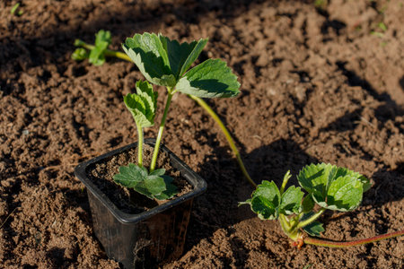 Top view plastic nursery pots unpotted strawberry seedlings, strong roots system, leaves, small young green fruits ready transplant, backyard garden raised bed compost, irrigation system, Texas. USAの写真素材