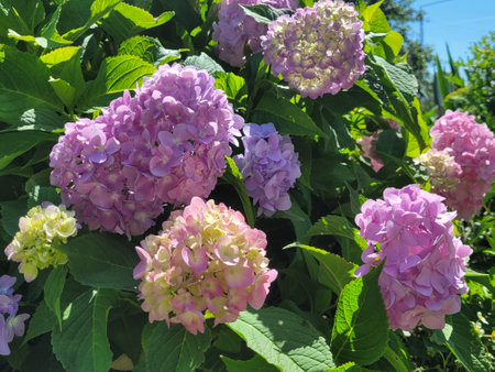 Beautiful hydrangeas blooming in early summerの写真素材
