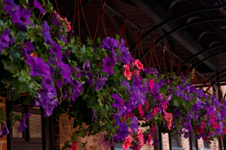 Street decor at home, hanging planters with blooming petunias. Baskets with hanging petunia flowers on the veranda. Petunia flower in a hanging pot.の写真素材
