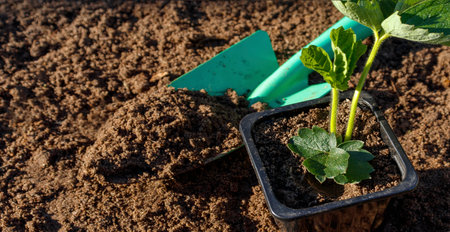 How to propagate strawberry bushes. Strawberry sprout in a plastic seedling potの写真素材